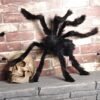 Araignée géante en peluche pour Halloween