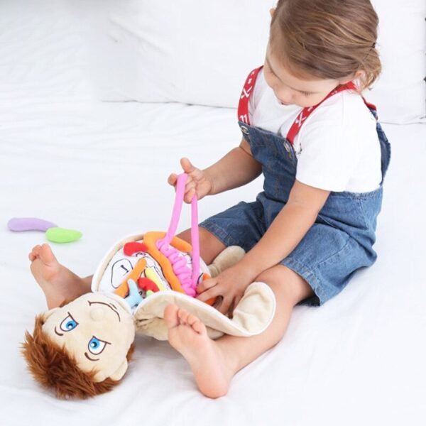 Modèle du Corps Humain en Peluche - 4