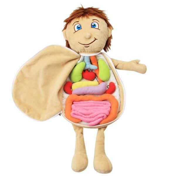 Modèle du Corps Humain en Peluche - 1