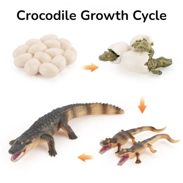 Modèles éducatifs de croissance des plantes et animaux - 3