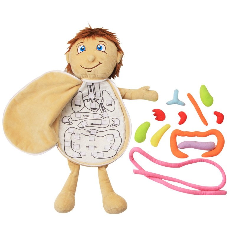 Modèle du Corps Humain en Peluche