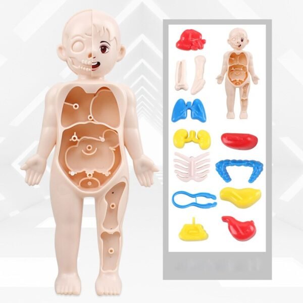 Modèle anatomique 3D pour enfants - 7