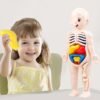 Modèle anatomique 3D pour enfants