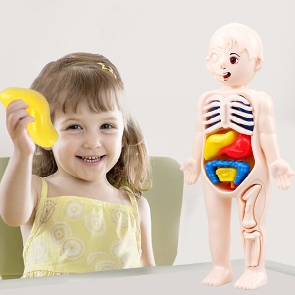 Modèle anatomique 3D pour enfants