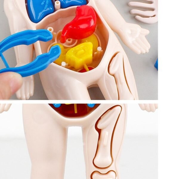 Modèle anatomique 3D pour enfants - 6